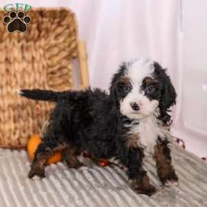 Helen, Mini Bernedoodle Puppy